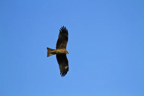Eagle vliegen — Stockfoto