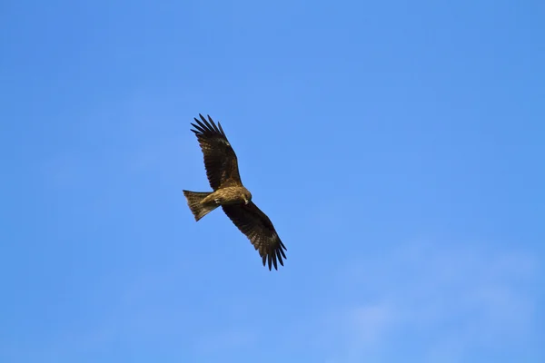 Eagle vliegen — Stockfoto
