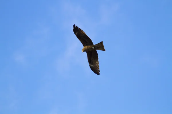 Eagle vliegen — Stockfoto