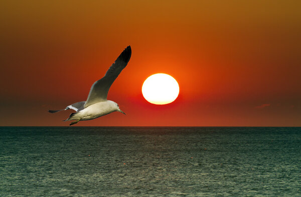 seagull fly to the sun