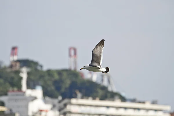 海鸥在飞行中，黑 crassirostris — 图库照片