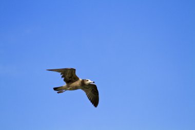 martı larus xanthogastra uçuş