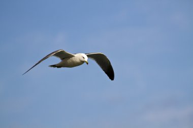 martı larus xanthogastra uçuş