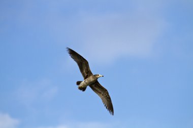 martı larus xanthogastra uçuş