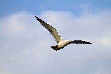 martı larus xanthogastra uçuş