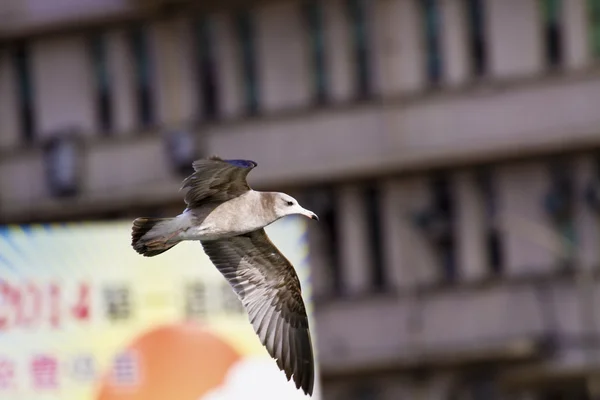 海鸥在飞行中，黑 crassirostris — 图库照片