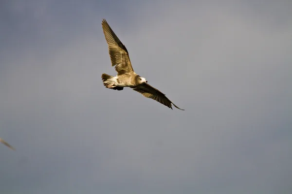 Seagull in vlucht, larus crassirostris — Stockfoto