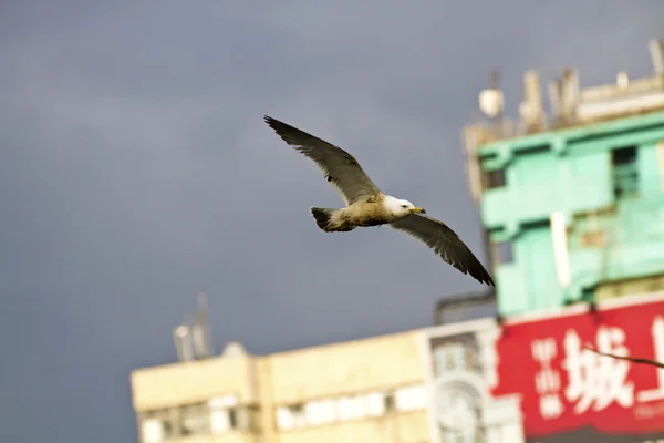 Gaviota en vuelo, Larus crassirostris — Foto de Stock