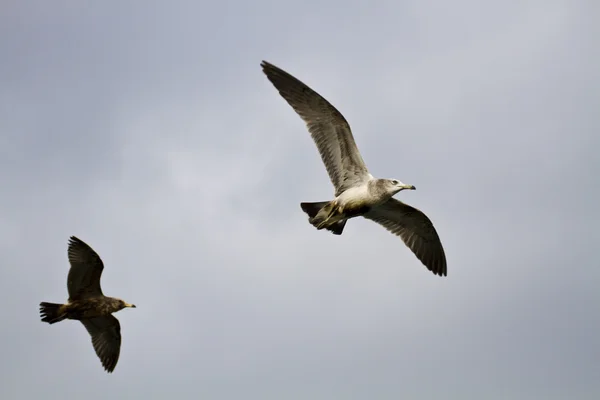 Mouette en vol, Larus crassirostris — Photo