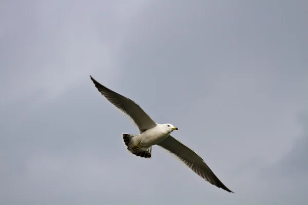 Seagull in vlucht, larus crassirostris — Stockfoto