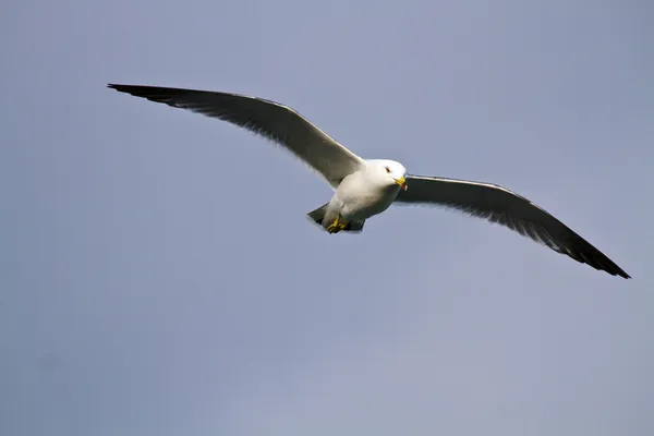 Mouette en vol, Larus crassirostris — Photo