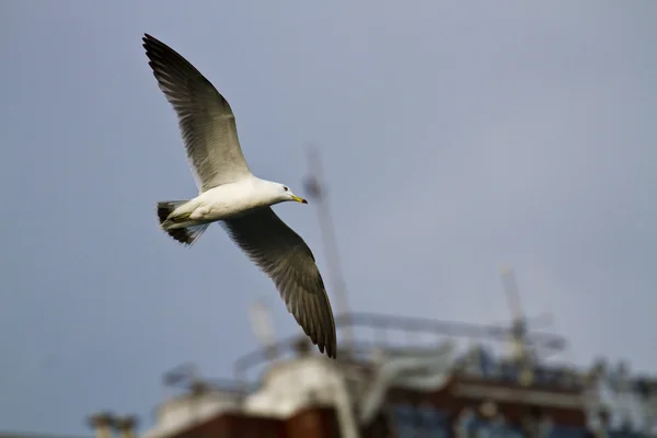 Gaviota en vuelo, Larus crassirostris — Foto de Stock