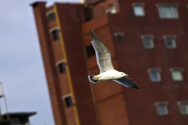 Möwe im Flug, Larus crassirostris — Stockfoto