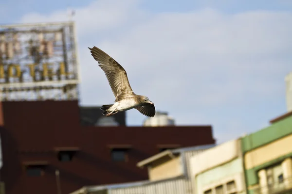 Racek v letu, larus crassirostris — Stock fotografie