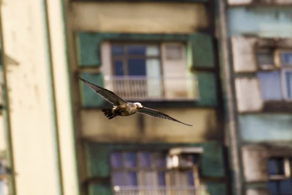 海鸥在飞行中，黑 crassirostris — 图库照片