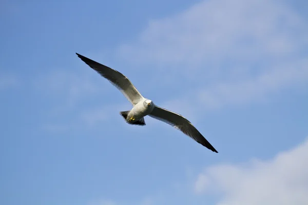 Gaivota em voo, Larus crassirostris — Fotografia de Stock