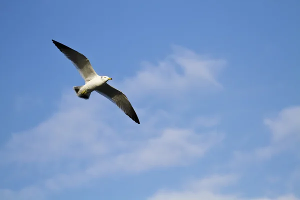 Mewa w locie, larus crassirostris — Zdjęcie stockowe