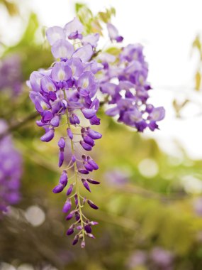 Wisteria sinensis