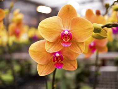 Phalaenopsis, Salepgiller