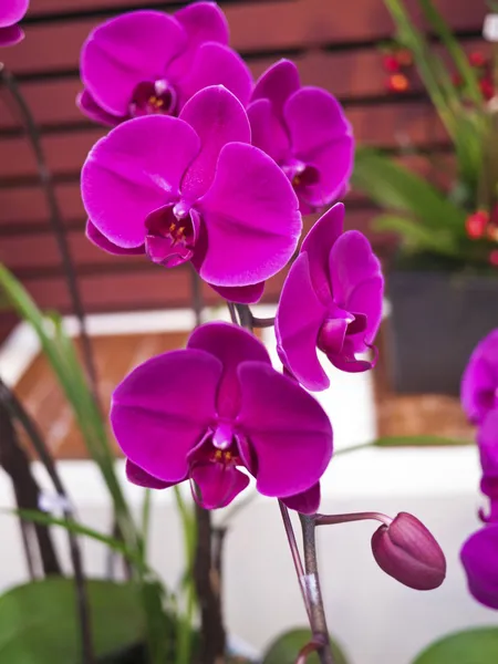 Phalaenopsis, Orchidaceae — Stock Photo, Image