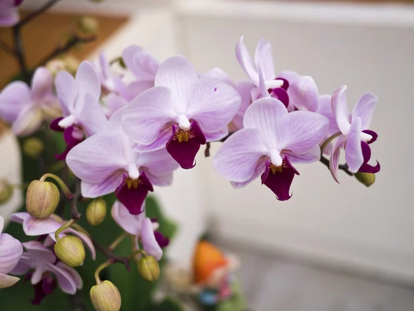 Phalaenopsis, Orchidaceae — Stock Photo, Image