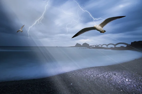 海鸥在海滩与光束 — 图库照片