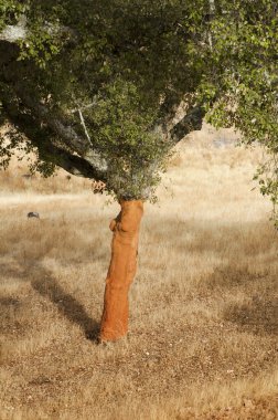 A corkwood tree clipart