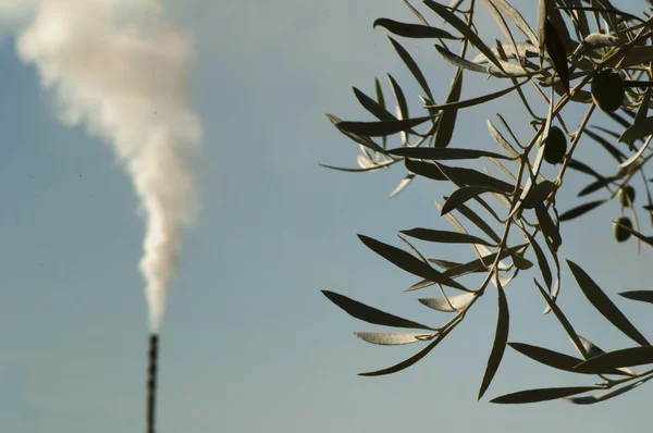 Olive trees and factory — Stock Photo, Image