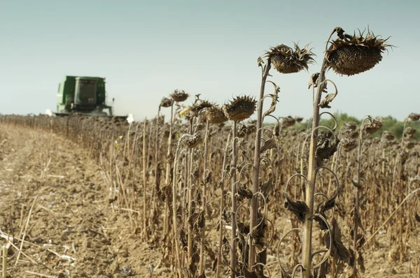 Harvester reaps sunflowers — Stock Photo, Image