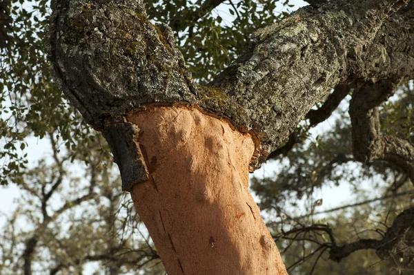 Ένα δέντρο corkwood — Φωτογραφία Αρχείου