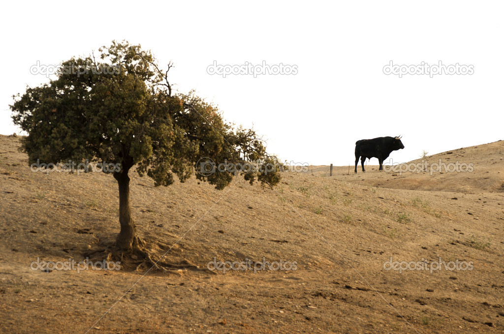 Black bull on a farm