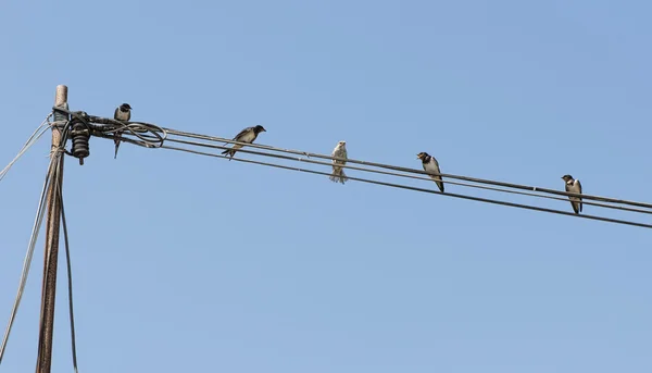 Birds on a wire. Concept of uniqueness and difference — Stock Photo, Image