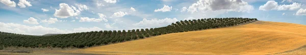 Panoramic image of olive plantation — Stock Photo, Image