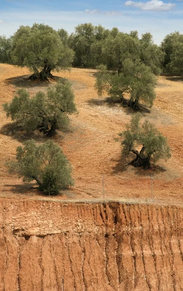 Оливковая плантация — стоковое фото