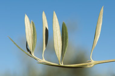 Zeytinsiz zeytin dalı