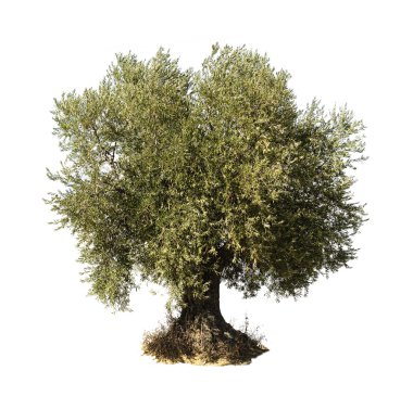 zeytin ağacı beyaz izole