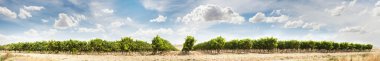 Vineyards panoramic image clipart