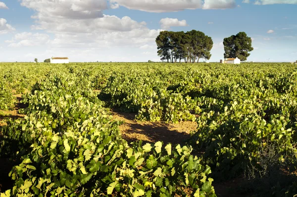 Vineyards and winery — Stock Photo, Image