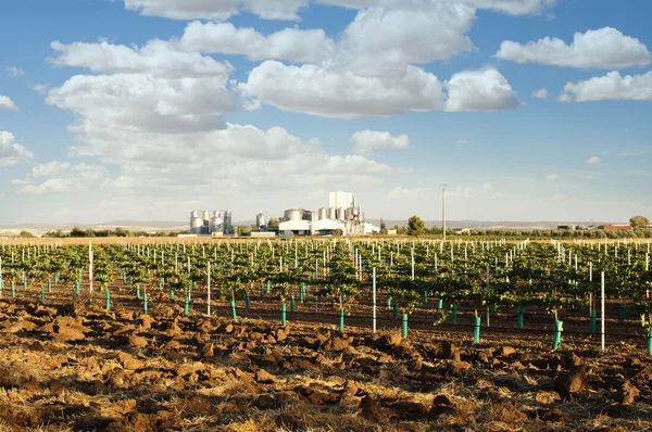 Young vineyards and wine fabric — Stock Photo, Image