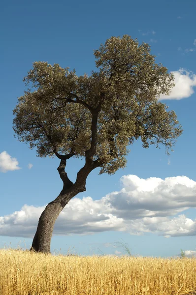 Żołędzie drzewa i niebieski pochmurnego nieba — Zdjęcie stockowe