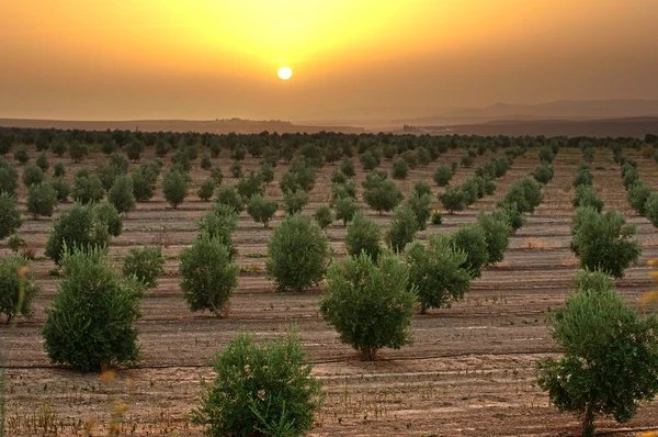 Zeytin ağaçları — Stok fotoğraf