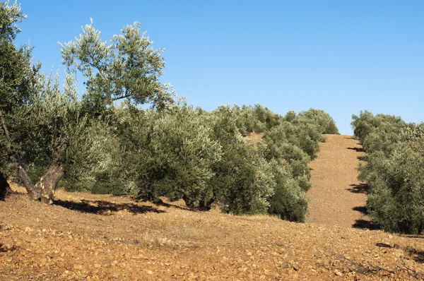 Zeytin ağaçları — Stok fotoğraf