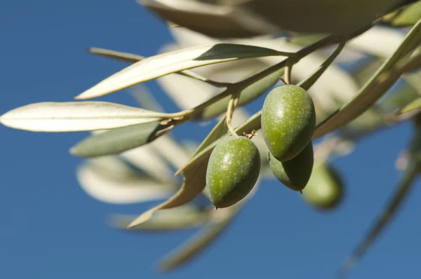 Оливки на ветке — стоковое фото