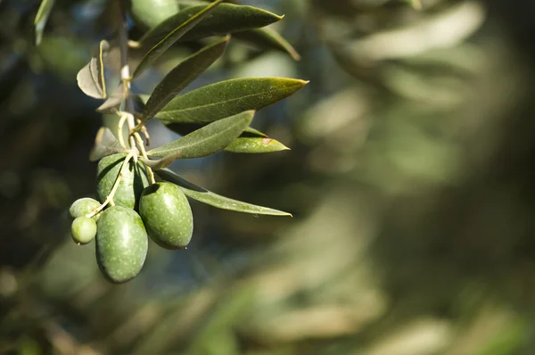 Olives on a branch — Stock Photo, Image