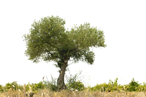 Olivenbaum über Weiß — Stockfoto