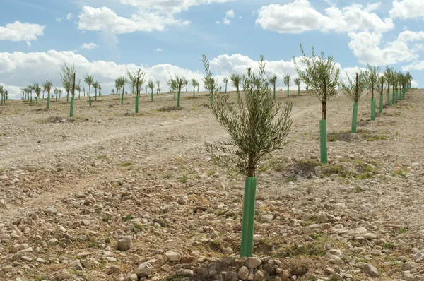 Yang olive trees in a row — Stock Photo, Image