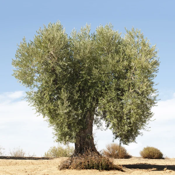 Olivenbaum — Stockfoto