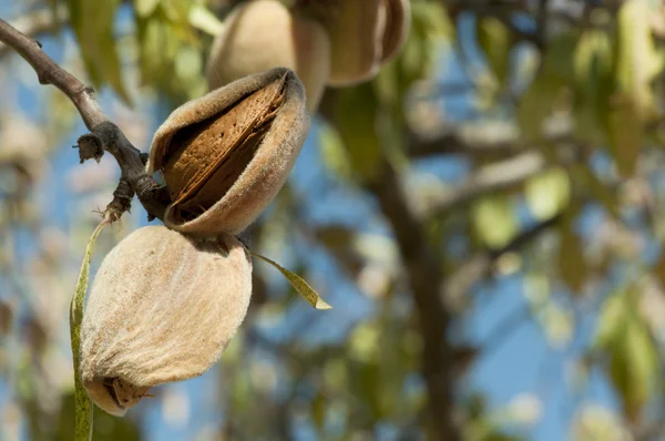 Nearly ripe almonds — Stock Photo, Image