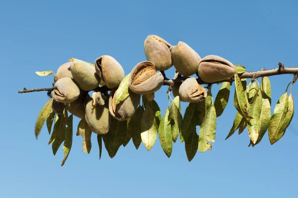 Nearly ripe almonds — Stock Photo, Image