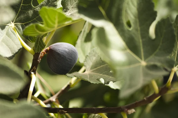 Fig on branch — Stock Photo, Image